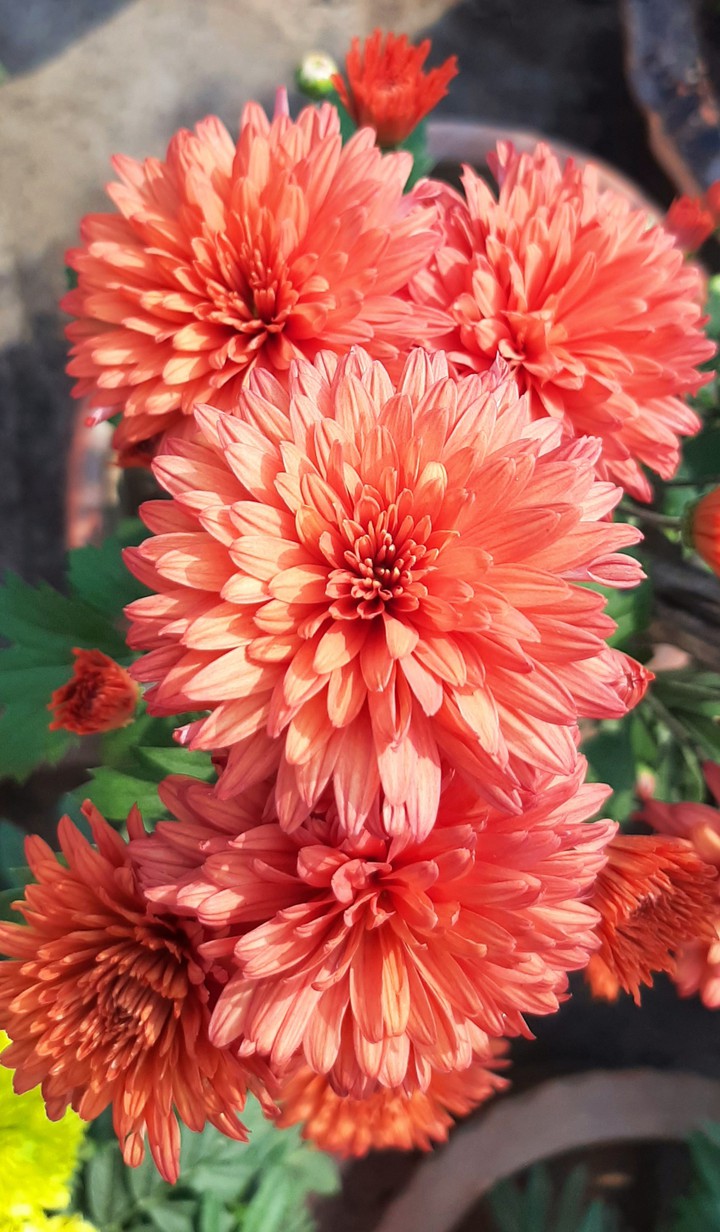 চন্দ্রমল্লিকা | Chrysanthemum
