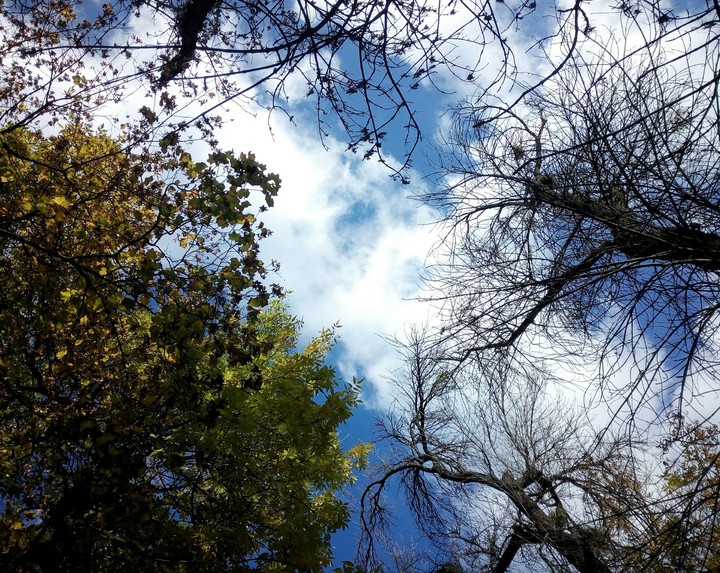 sky with tree