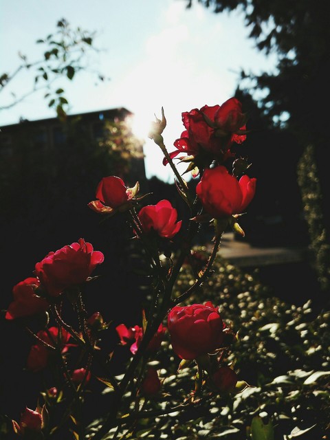 latesun roses