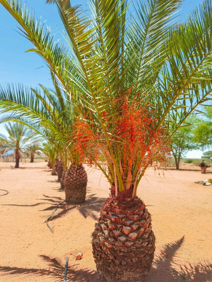 Date tree