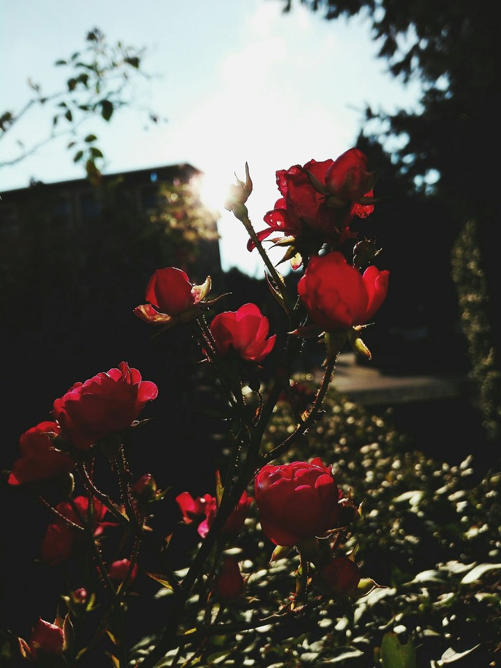 latesun roses