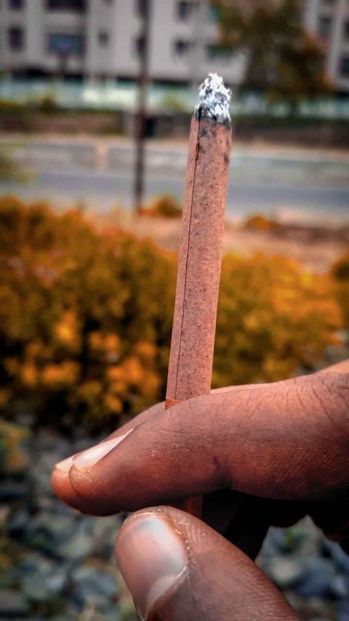 cigar