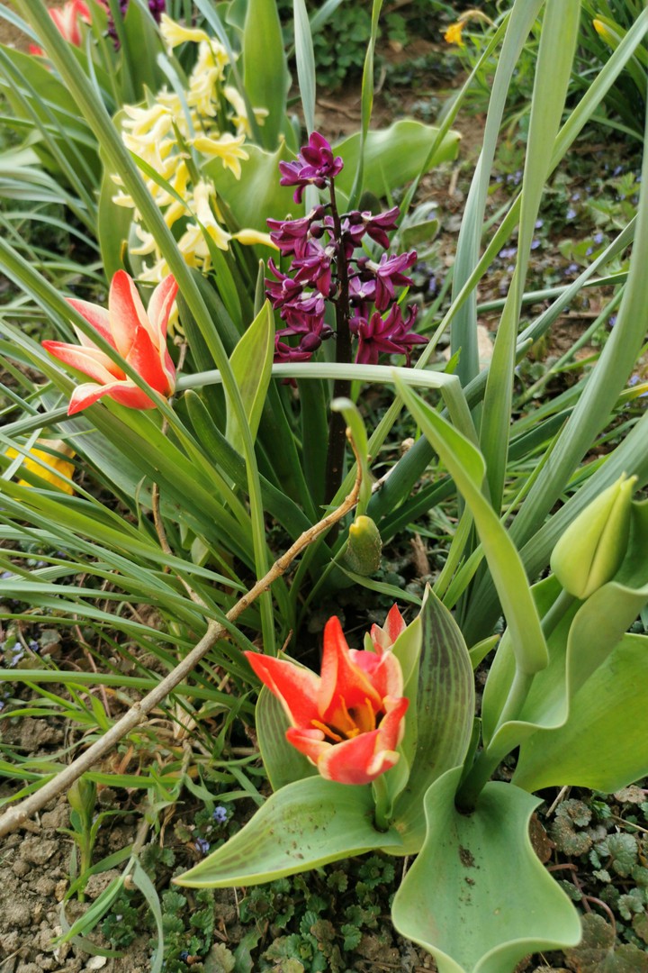Tulpen und Hyazinten