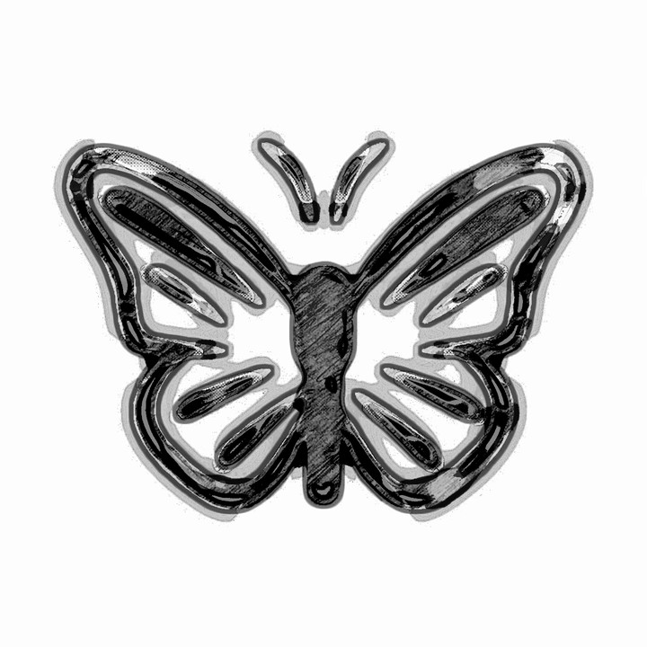 black and white butterfly