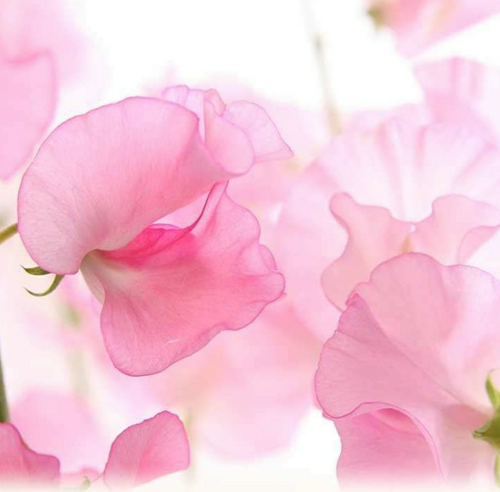 romantic pink petals