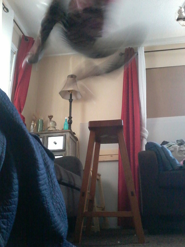 fly