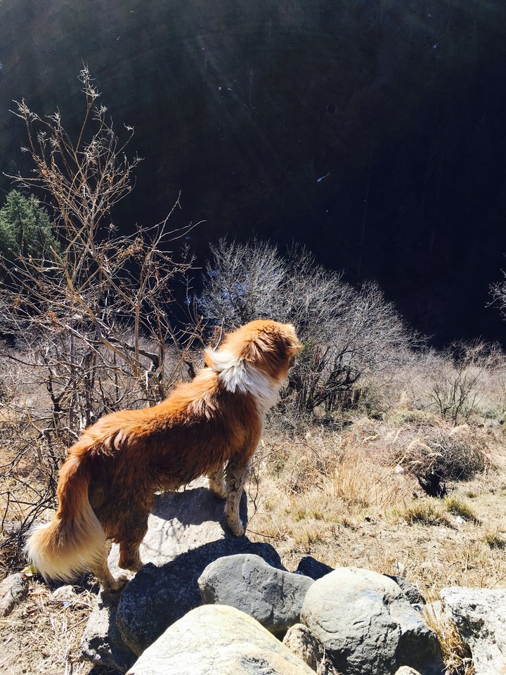 mountainer dog