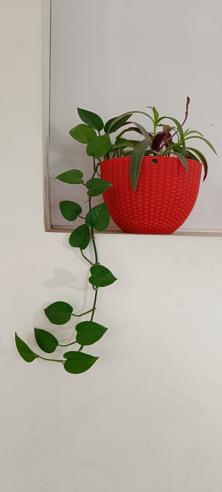 Money Plant