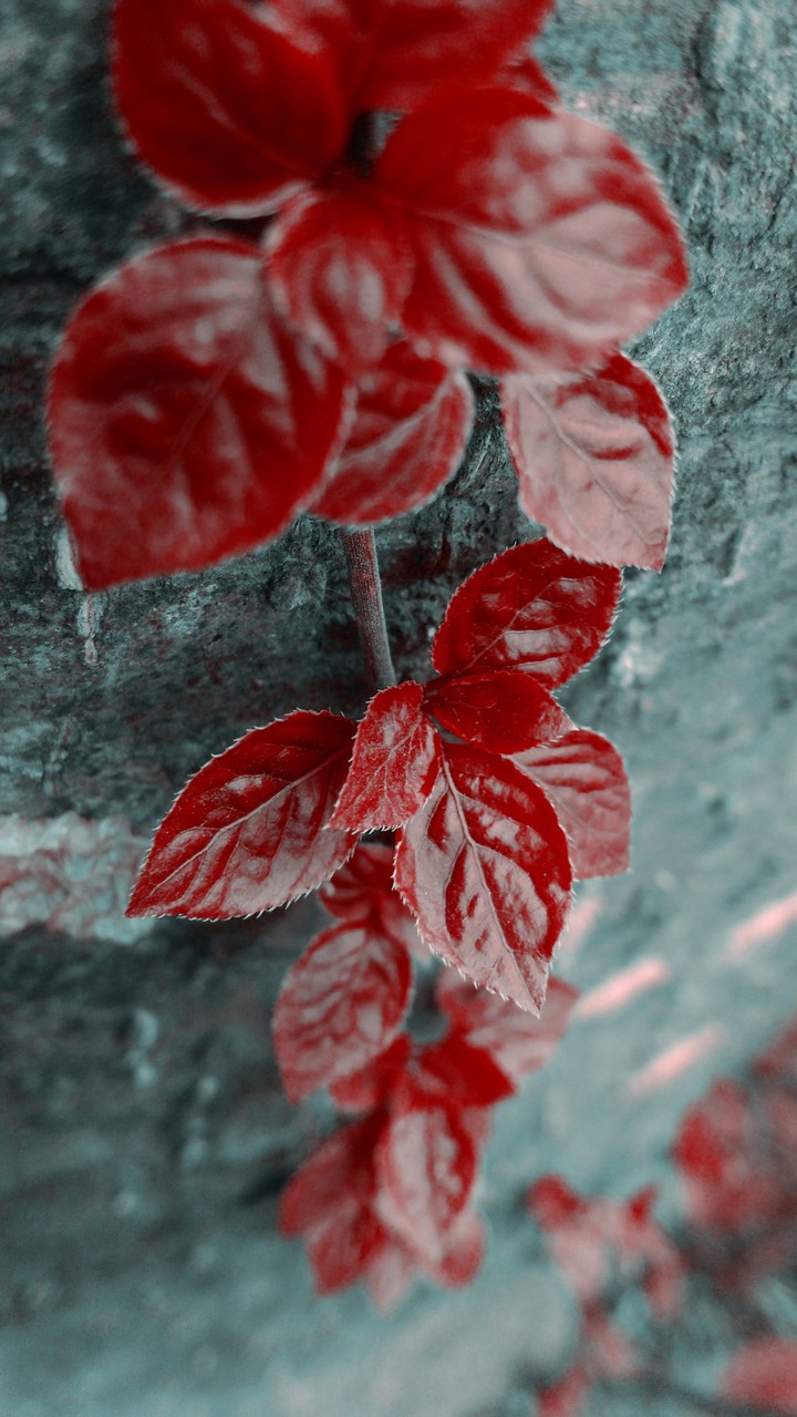 redleaf