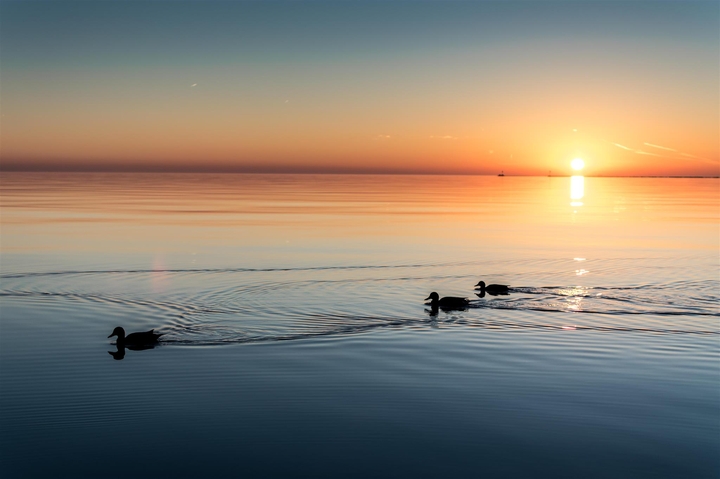 3 ducks;)
