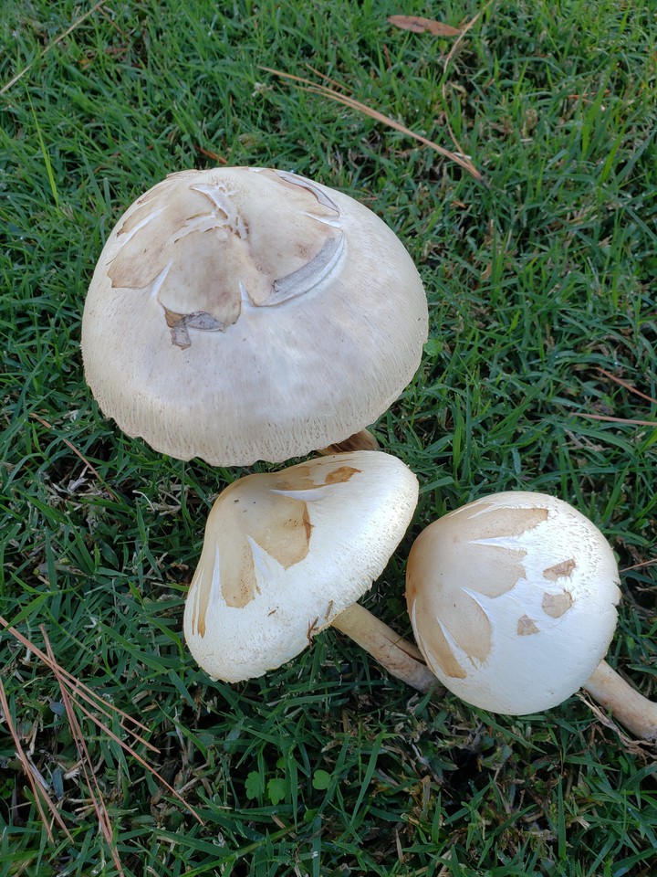 Hongos