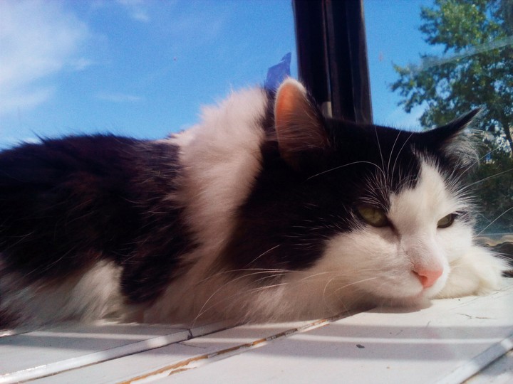 cat