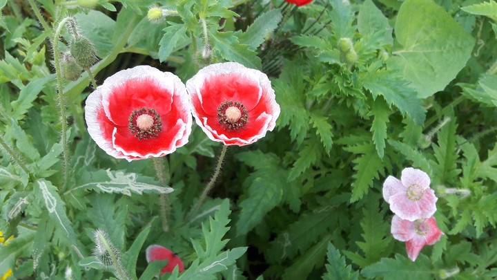 Red flowers