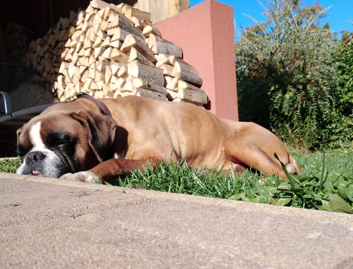 my dog Aky