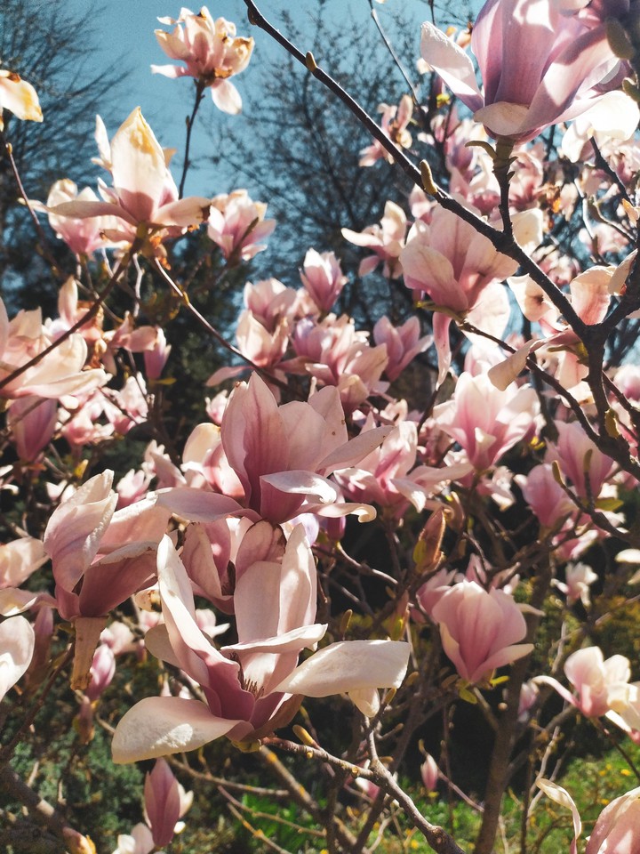 magnolia