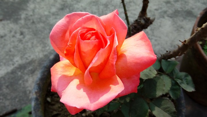 Garden fresh