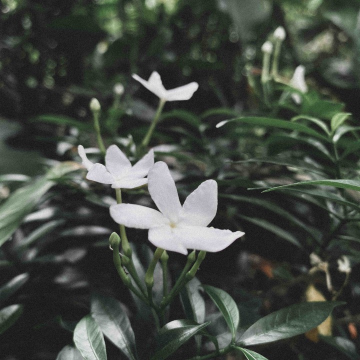 rain & flower