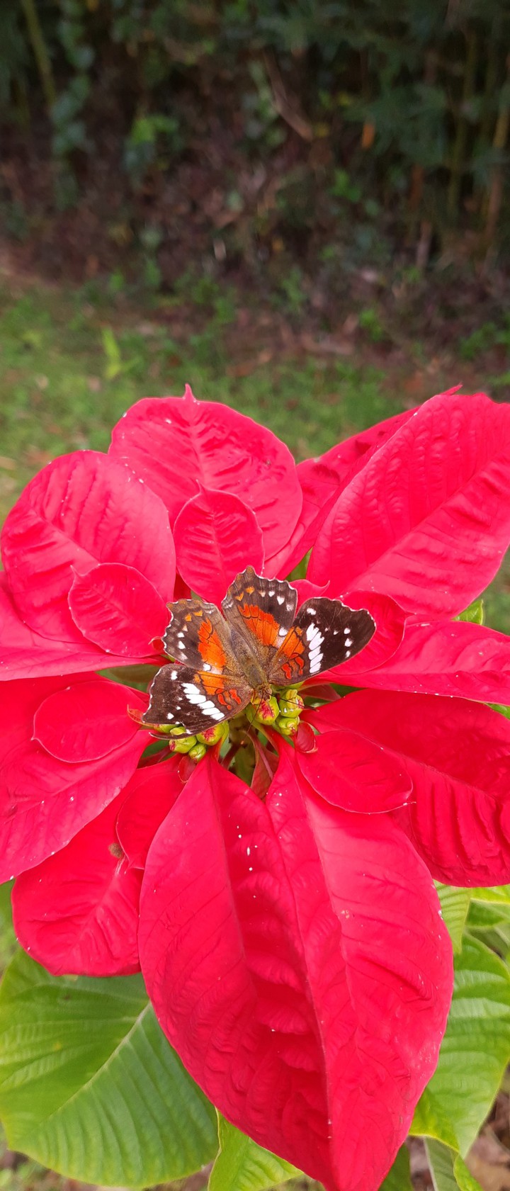 Butterfly and flower