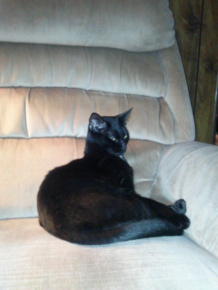 This was Inky, God rest his Kitty soul.
