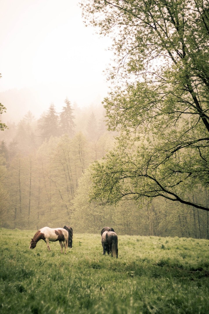 Pferde im Wald