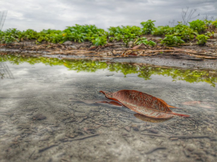 Leaves In the Puddle