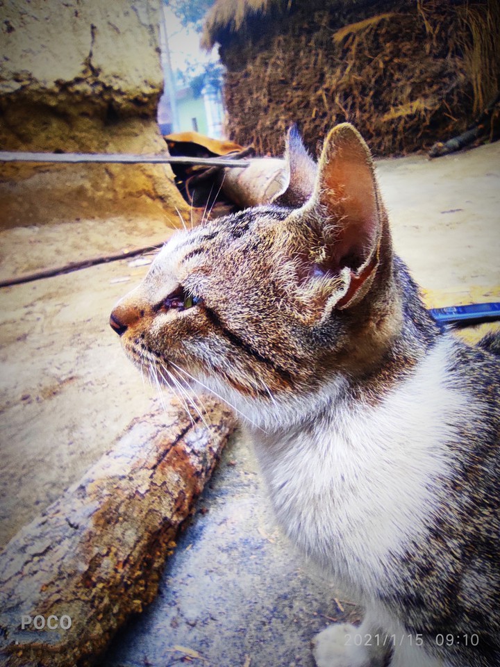 Cat