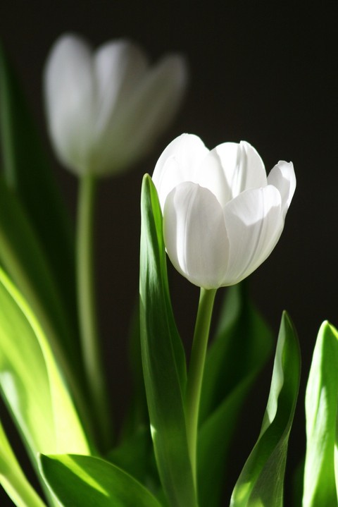 flower, plant wallpapers