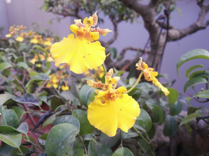Flower