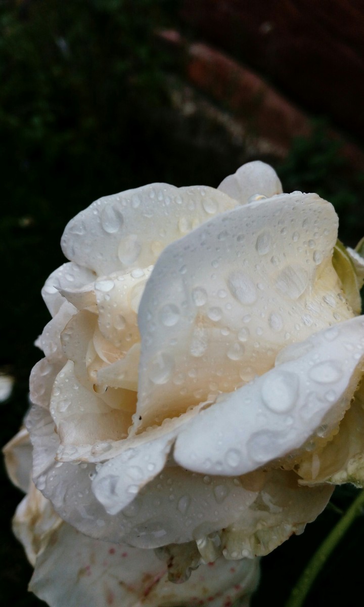 rose