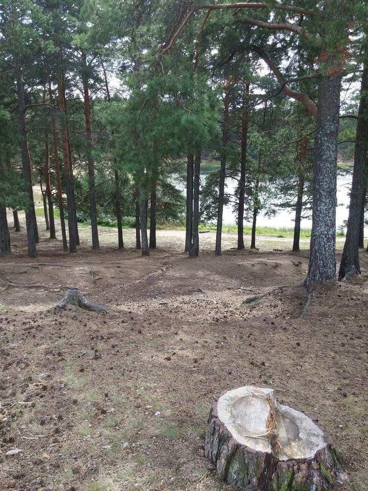Forest