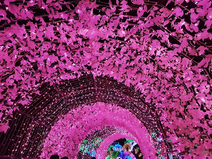 Pink Lights!