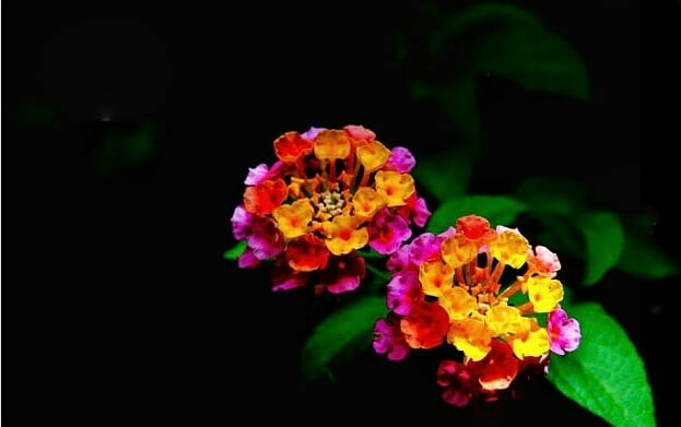 Colour flower