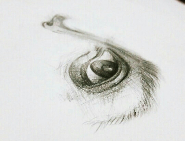 eye