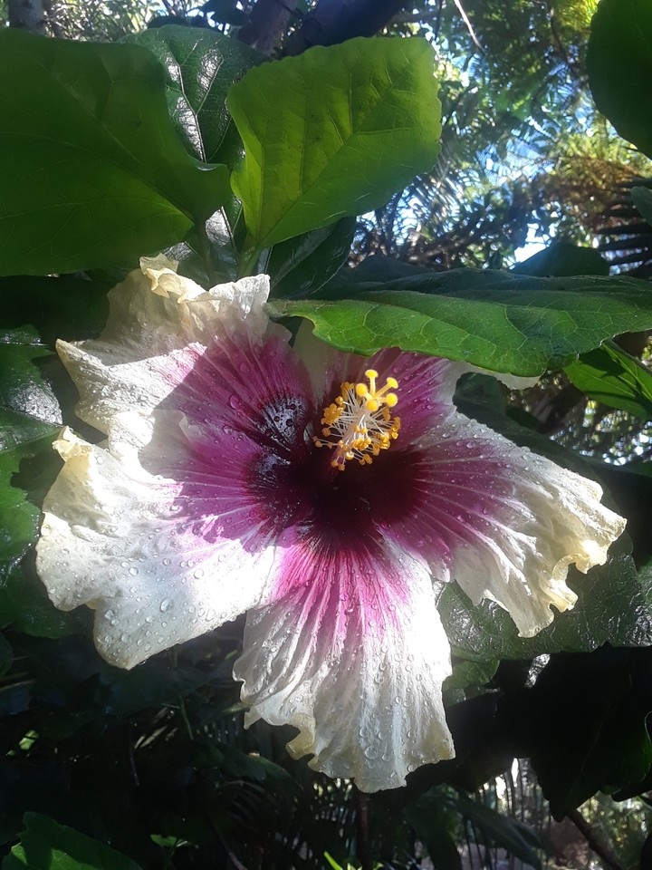 rain on flower