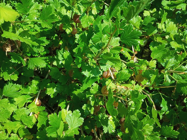 grasshopper?