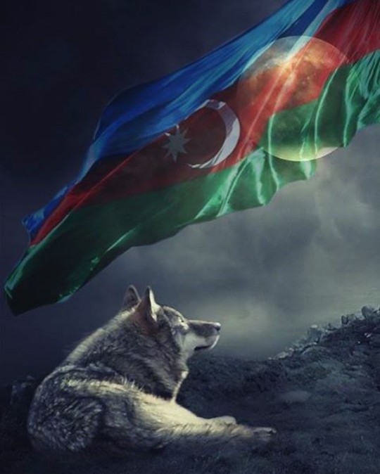 wolf (qurd)