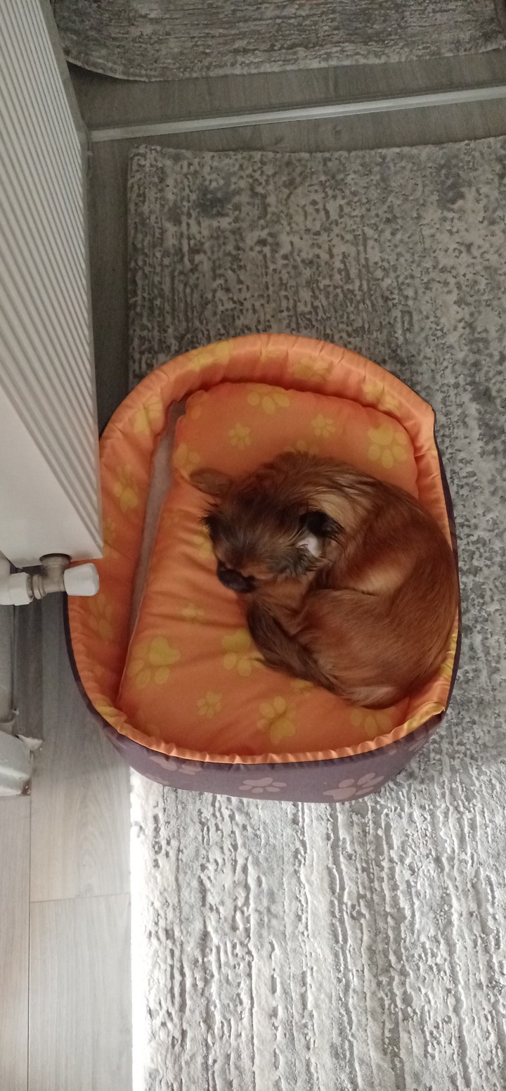 dog