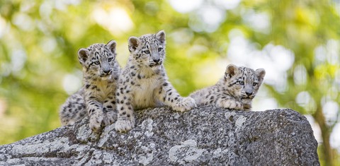 hình nền Leopard, felidae