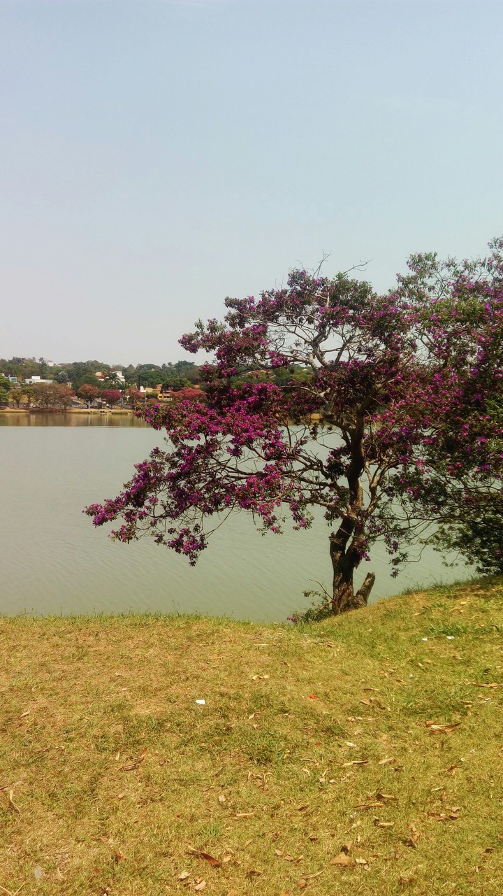 Purple Tree
