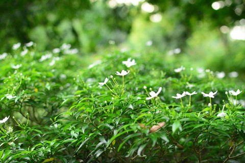 teeny white