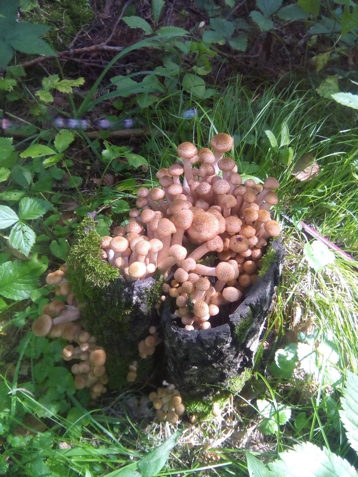 Грибочки.