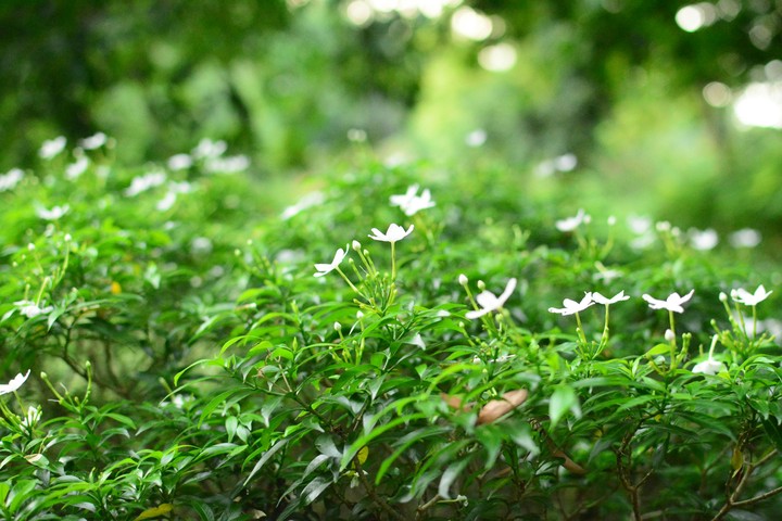 teeny white