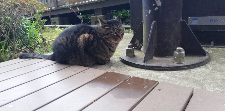 野良猫
