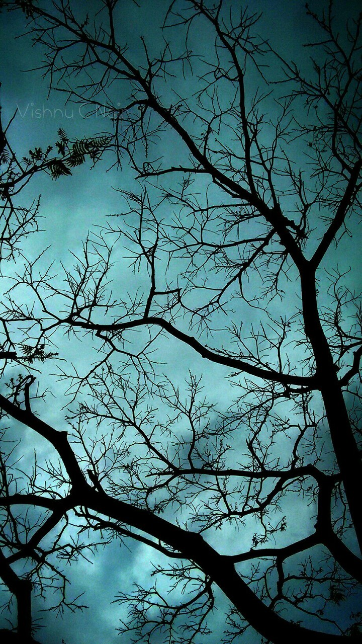 Sky roots