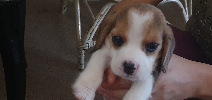 my beagle