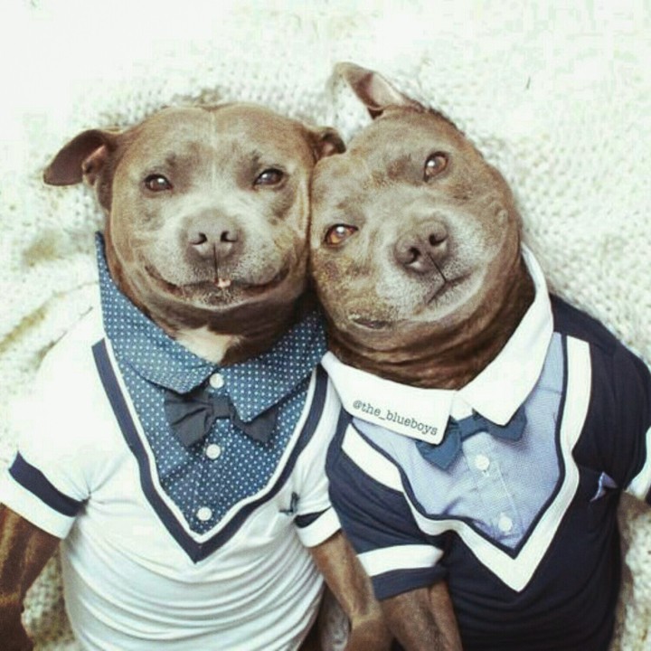 Dogs