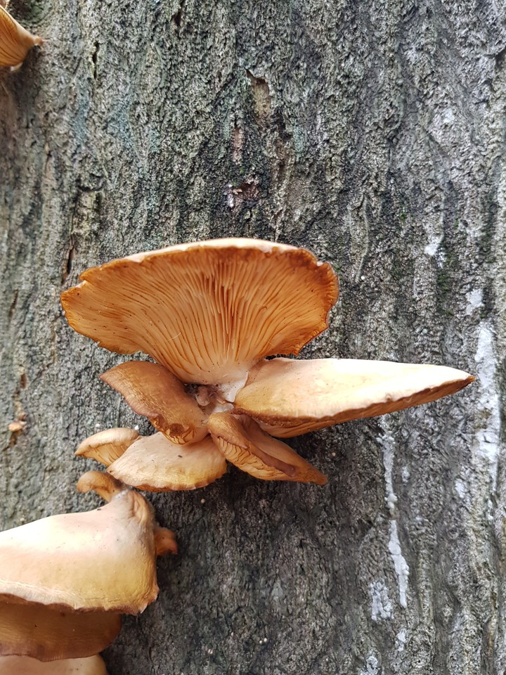 dead tree mushroom