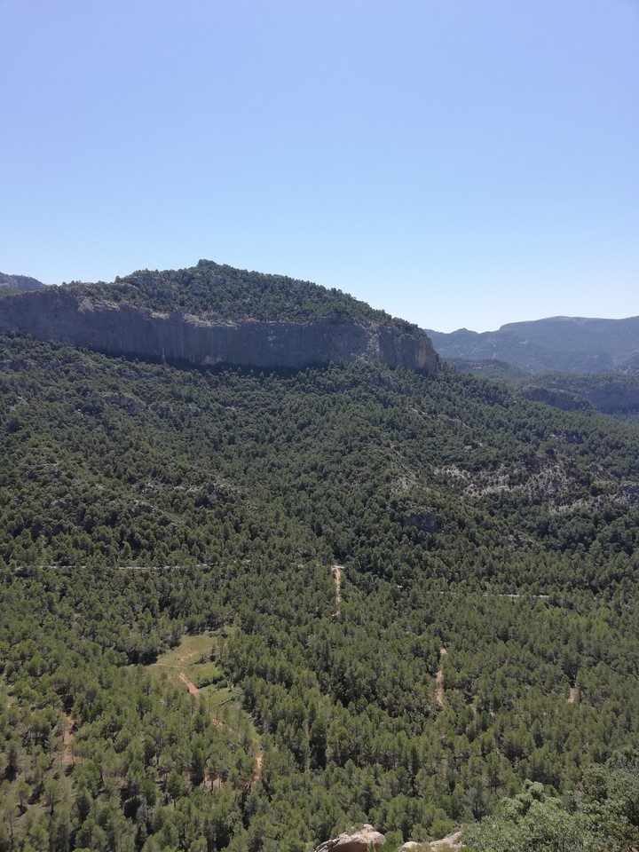 Bosc de san joan