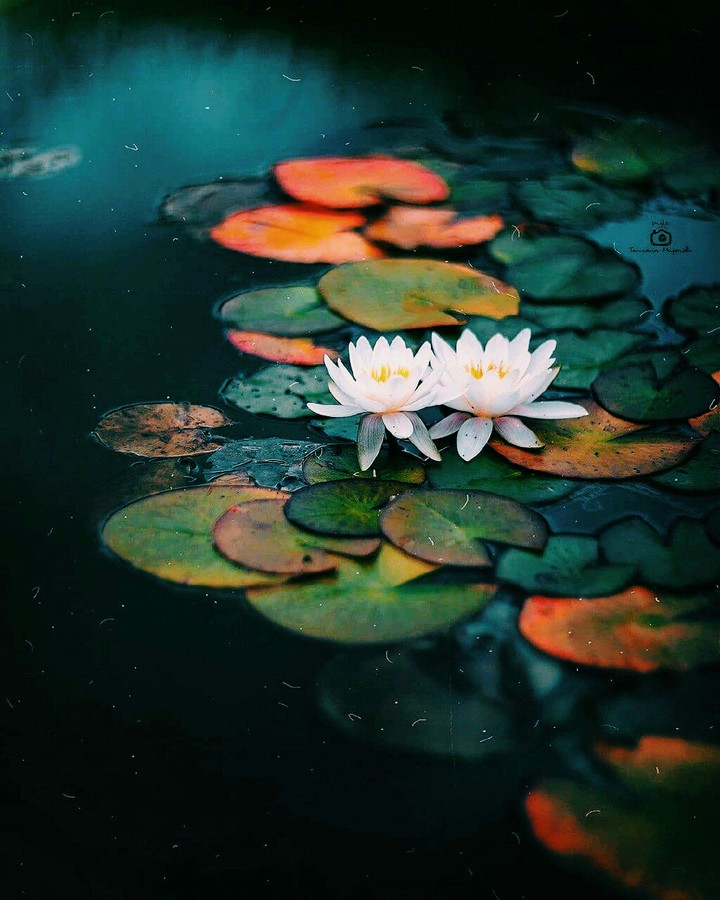 beauty