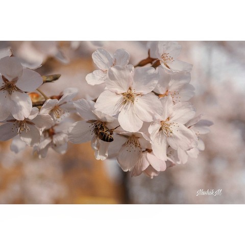 blooming tree by nushikm